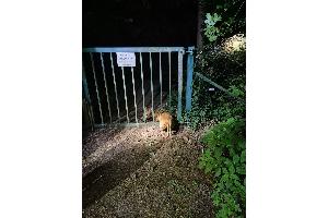 Buchstäblich in der Klemme steckte dieses Reh am Neuen Friedhof in Mölln