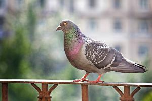 Tauben auf dem Balkon? Warum die Stadtvögel unsere Hilfe brauchen