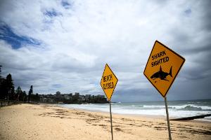 In den vergangenen Tagen wurden immer wieder Haie gesichtet - auch vor dem berühmten Bondi Beach. (Symbolbild)