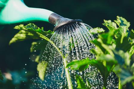 Wasser sparen im Garten