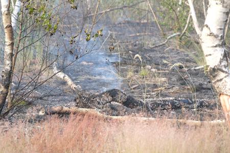 Verkohltes Holz in der Gohrischheide - der Waldbrand brach am Samstag aus. 
