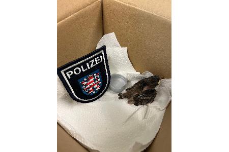 Bild des neuen Kollegen im Federkleid mit improvisierter Wasserschale