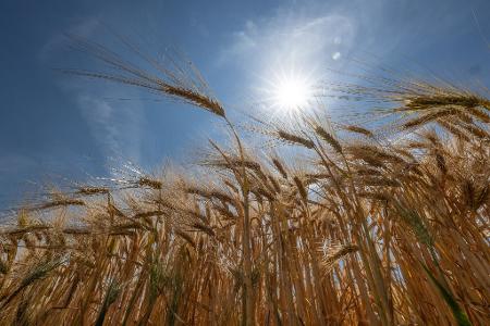Die Sonne steht über einem Getreidefeld.