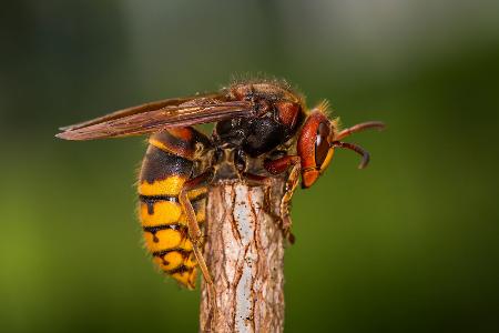 Hornissen (Vespa crabro) 