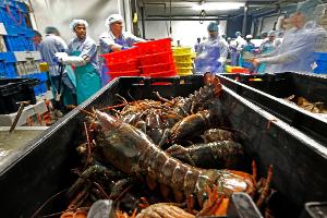 Hummer und gefrorene Hummererzeugnisse mit Ursprung in den Vereinigten Staaten dürfen künftig zollfrei in die EU importiert werden. (Archivbild)
