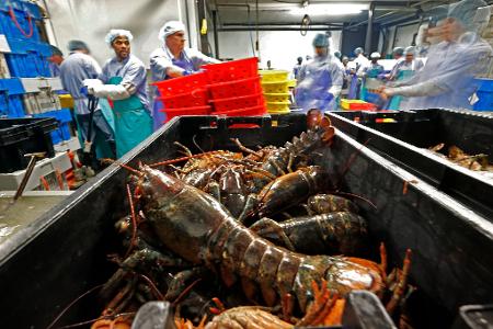 Hummer und gefrorene Hummererzeugnisse mit Ursprung in den Vereinigten Staaten dürfen künftig zollfrei in die EU importiert werden. (Archivbild)