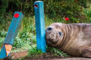 "Neil the Seal" ist in Australien ein Internet-Liebling.