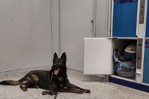 Diensthund der Bundespolizei im Einsatz am Erfurter Hauptbahnhof
