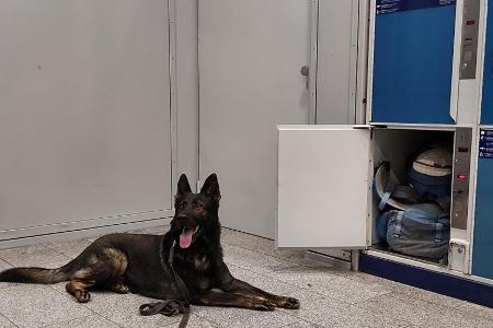 Diensthund der Bundespolizei im Einsatz am Erfurter Hauptbahnhof