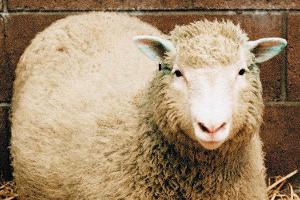 Klonschaf Dolly