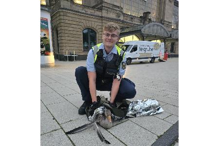 Bild 1: Gerettete Graugans am Bahnhof Dammtor, Quelle: Bundespolizeiinspektion Hamburg