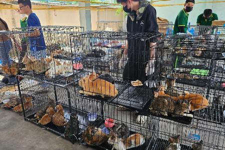 Die beschlagnahmten Katzen haben seelisch und körperlich viel durchgemacht. 