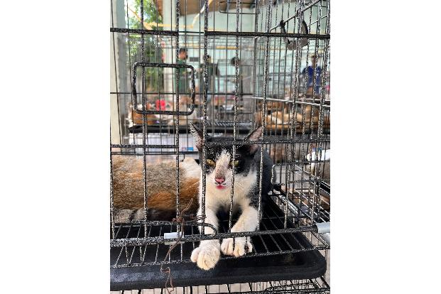 Vor allem junge Vietnamesen sehen Katzen heute als Haustiere - ein deutlicher Wandel in der Gesellschaft.