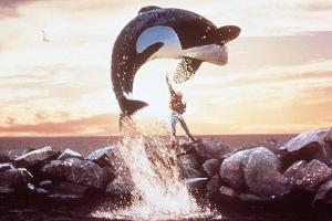 Kultfilm "Free Willy" bekommt ein Remake