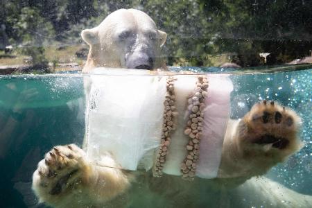 Eisbombe zur Abkühlung: Eisbär in französischem Zoo