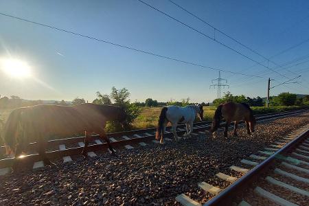 Pferde im Gleis