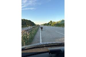 Tier auf der Autobahn