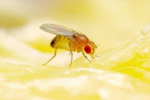 Fruchtfliegen: So werden Sie die lästigen Insekten wieder los
