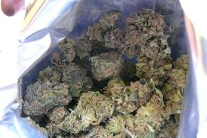 Marihuana. Foto: Zoll