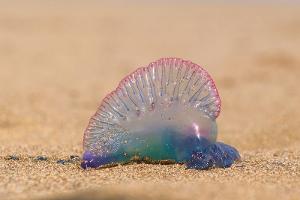 Portugisische Galeere