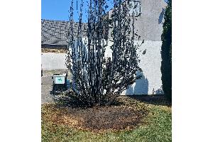 Auf diesen Baum hatte das Feuer schon übergegriffen