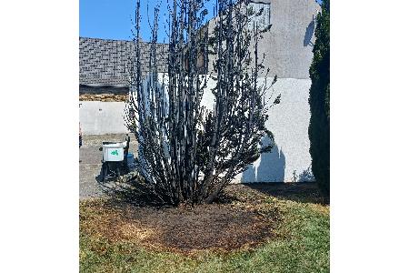 Auf diesen Baum hatte das Feuer schon übergegriffen