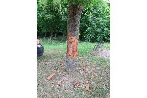 Beschädigter Baum