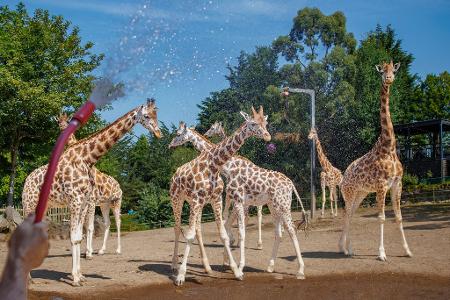Belfast Zoo: Wassernebel kühlt Giraffen bei Hitze