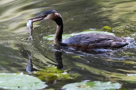 Anglerglück: Ein Haubentaucher schwimmt auf einem Kanal in Hamburg mit einem Fisch im Schnabel.