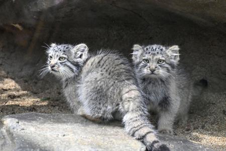 Kätzchen eines Manul, auch Pallaskatze genannt, werden in Japan zum ersten Mal seit ihrer Geburt der Presse vorgestellt. 