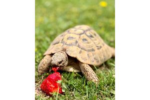 Landschildkröte