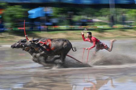 Büffelrennen in Thailand