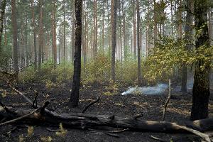 Der Großbrand im Müritz-Nationalpark ist laut Schweriner Umweltministerium gelöscht.