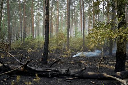 Der Großbrand im Müritz-Nationalpark ist laut Schweriner Umweltministerium gelöscht.