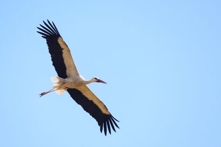 Überflieger: Mit 15.000 Weißstorch-Brutpaaren rechnet der Nabu in dieser Saison. (Archivbild)