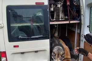 Hunde_Ausstieg