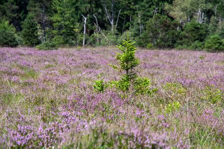 Naturpark Südheide