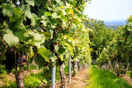 Rheinhessen