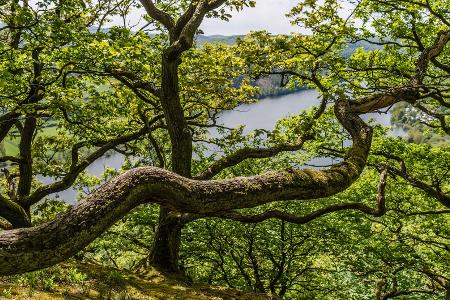 Nationalpark Kellerwald-Edersee