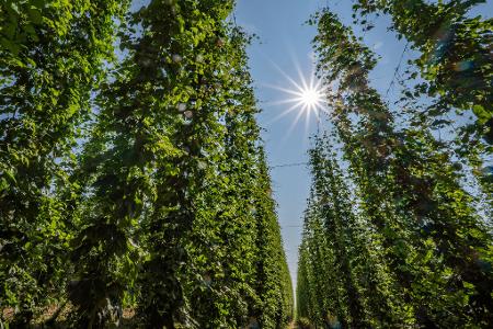 Beim Hopfen gibt es nach wie vor ein Überangebot. (Archivbild)