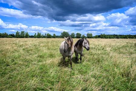 Wildpferde der „Stiftung Liebenthaler Pferdeherde“ stehen auf einer Weide in Brandenburg