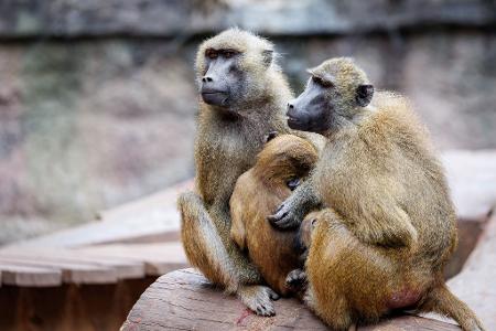 Die Anlage ist laut dem Tiergarten für 25 Paviane plus Jungtiere ausgelegt. Im Juli 2025 lebten dort mehr als 40 Affen. (Archivbild)