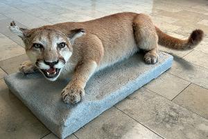 Bildquelle: Hauptzollamt Landshut
Bild: Puma