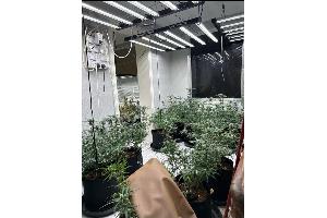 Plantage 2