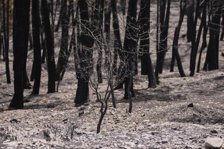 In Guadalajara zerstörten die Flammen 32.000 Hektar.