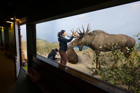 Mit Pinsel und Präzision: Präparatorinnen reinigen Elche im Senckenberg-Museum