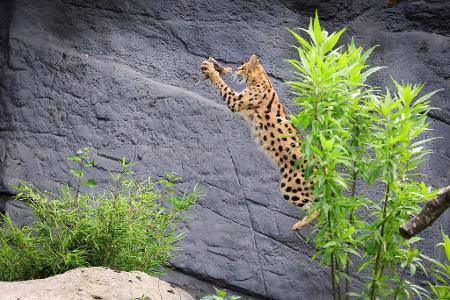 Junger Serval trainiert Jagdverhalten in Hagenbecks Tierpark
