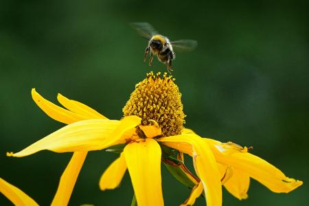 Eine Hummel fliegt auf eine Blume in einem Garten außerhalb von St. Petersburg.