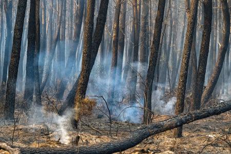 Tausende Hektar Wald sind durch die Flammen zerstört worden.