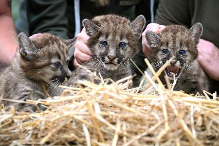 Puma-Nachwuchs im Tierpark Ströhen: Zwei Kater und ein Weibchen